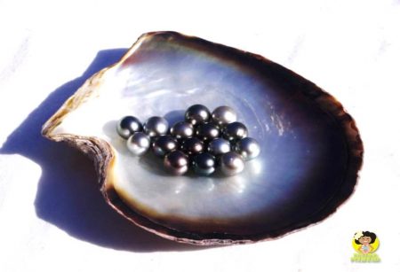 Perles Noires De Tahiti Non Percées - 16,5mm, Avec Certificat D'authenticité
