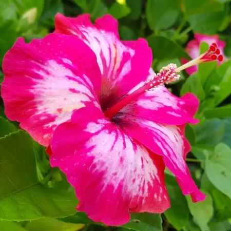 Fleur d'hibiscus à Bora Bora