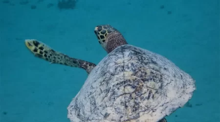 Tortuga Bora Bora
