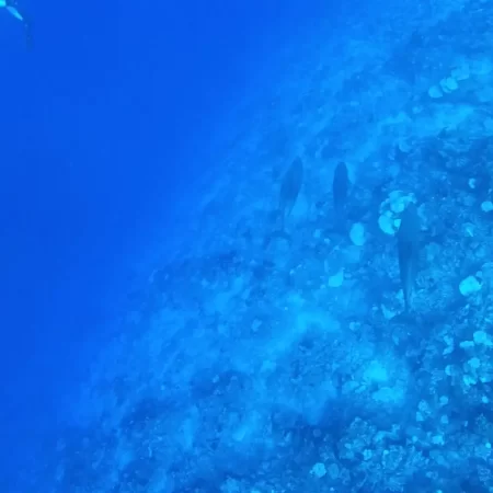 Dauphins à Rangiroa