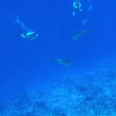 Plongée avec les dauphins à Rangiroa