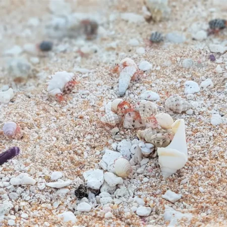 Petits crabes sur la plage de Rangiroa