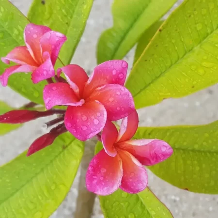 Detail of flower in Tikehau