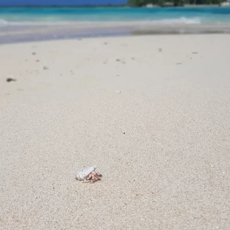 Sable fin de la plage de Tikehau